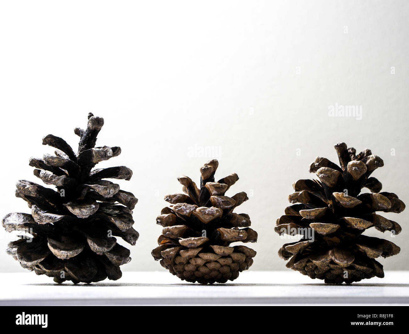Several brown pine cones standing upright from side profile sitting on a shelf or ledge isolated on a white wall background making a beautiful winter  Stock Photo