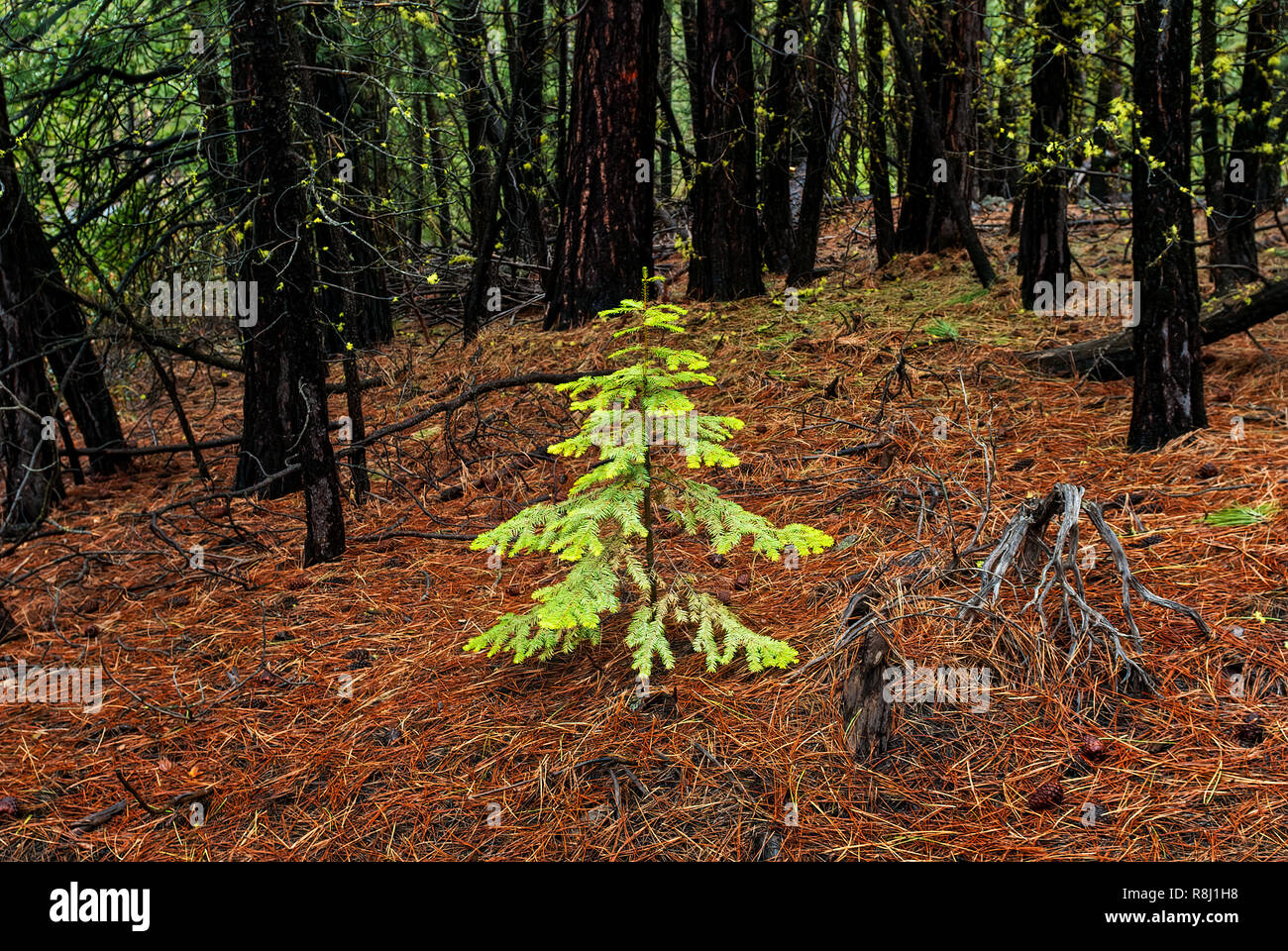 Common douglas fir hires stock photography and images Alamy