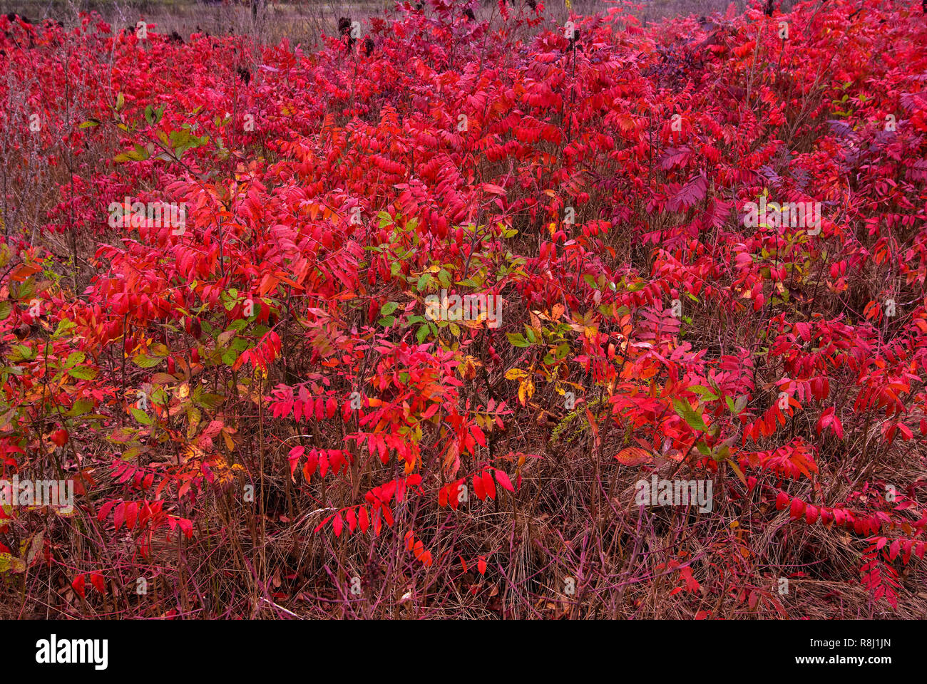 Winged sumac (Rhus capallina) and blackberry (Rubus fruiticosis) in meadow in late October in central Virginia. Stock Photo