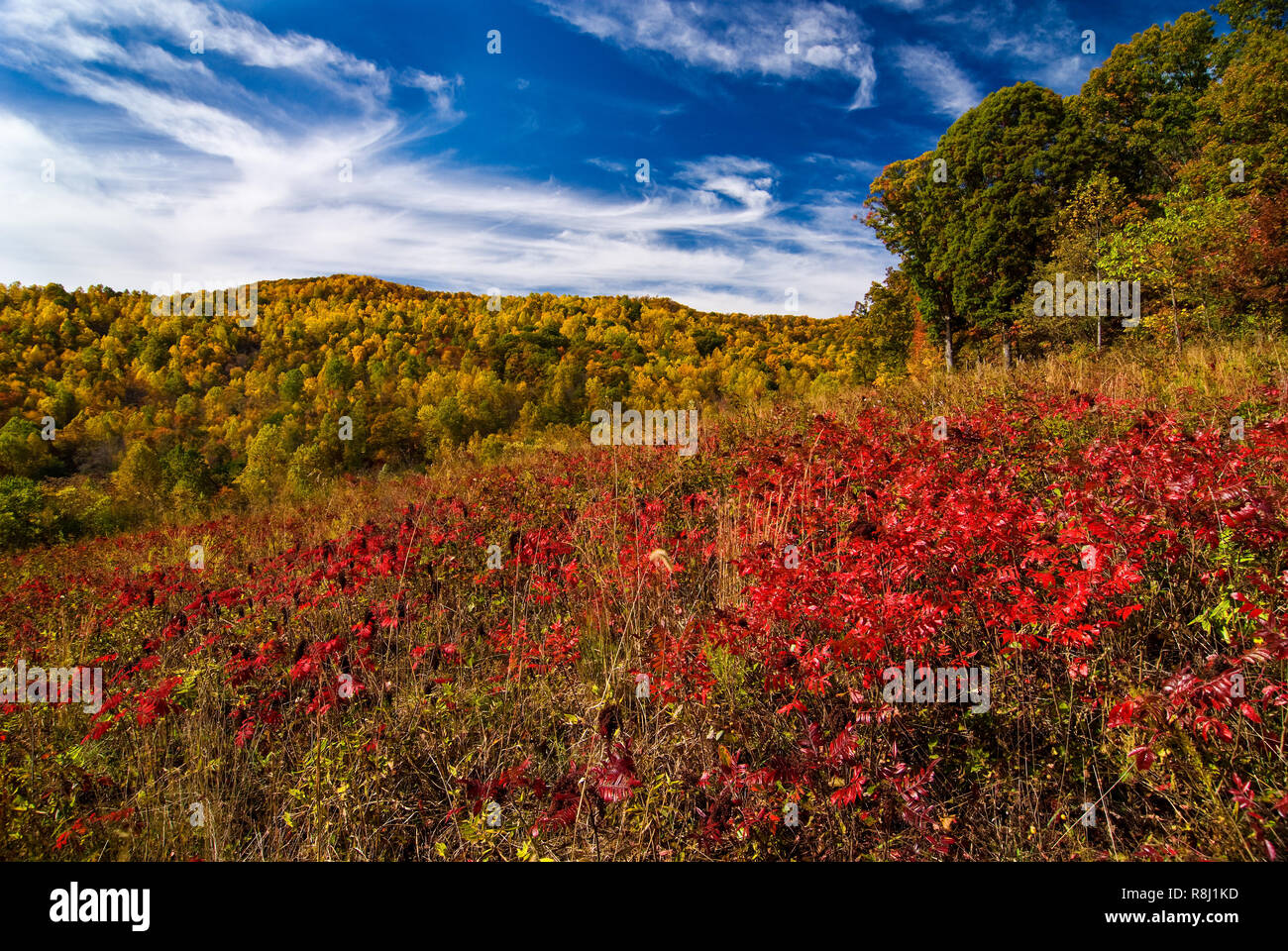 Red leaves of winged sumac (Rhus copallina) in foreground and yellow leaves of tulip poplar in forest contrast with blue sky in scene along Falls Lane Stock Photo