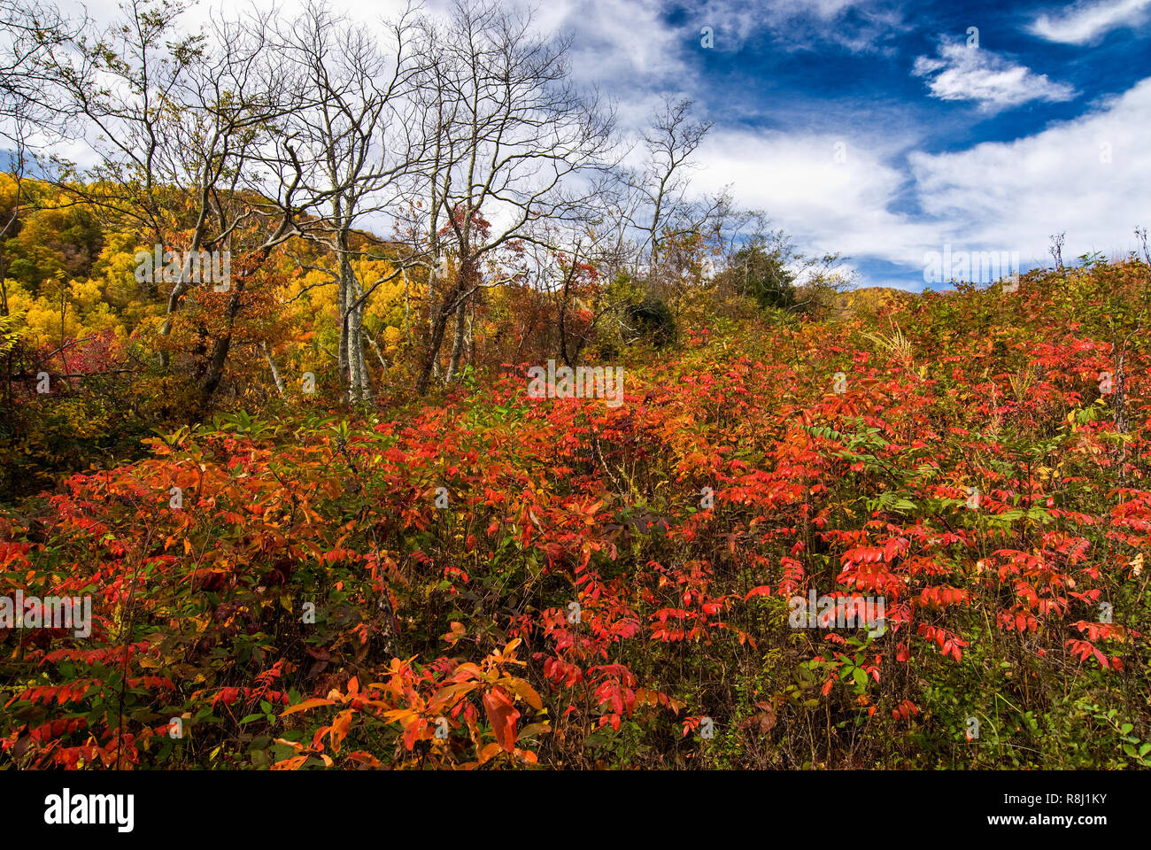 Red leaves of winged sumac (Rhus copallina) in foreground and yellow leaves of tulip poplar in forest contrast with blue sky in autumn scene in Nelson Stock Photo