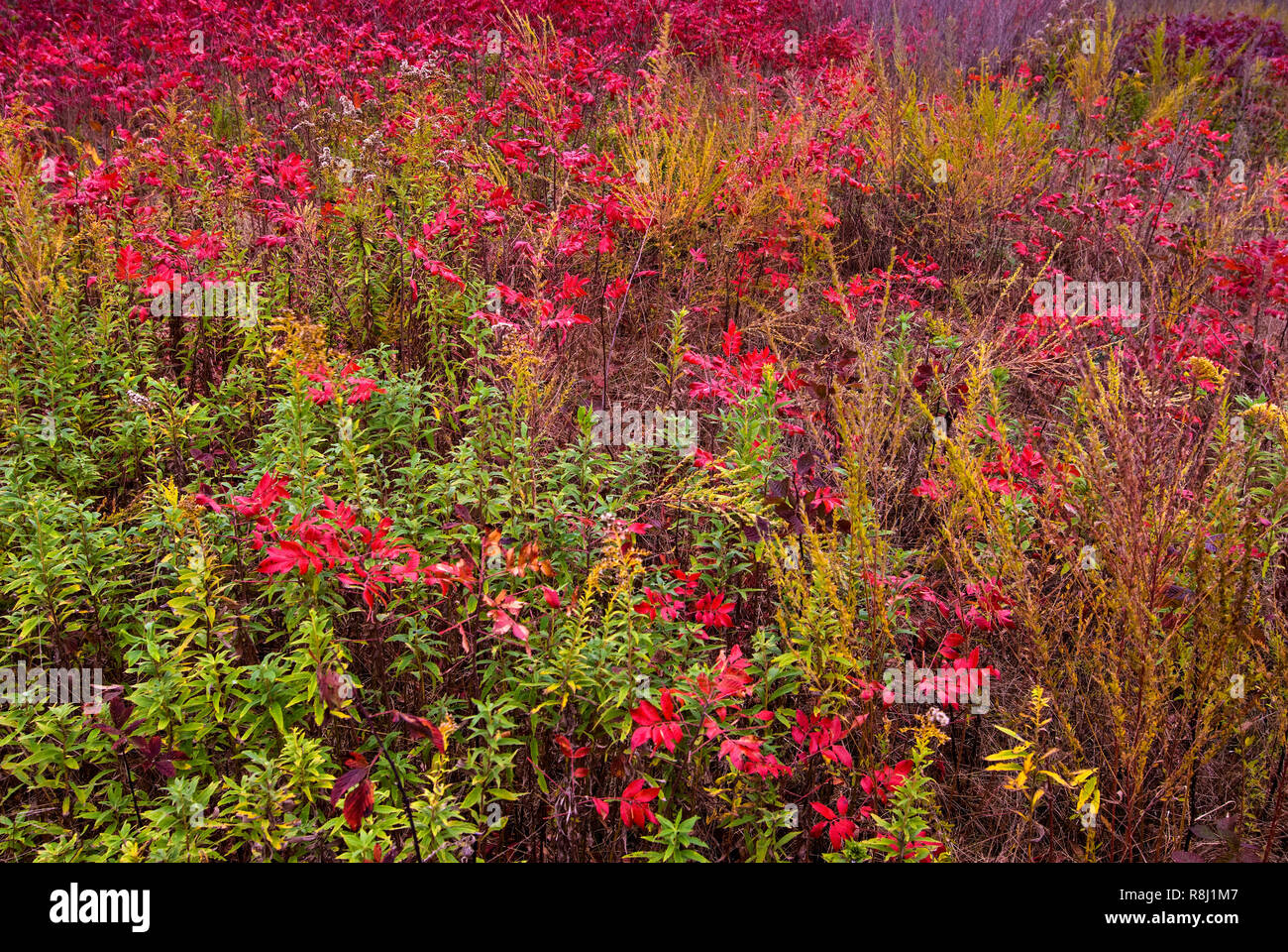 Winged sumac (Rhus copallina), goldenrod, and other plants in meadow in late October in central Virginia. Stock Photo