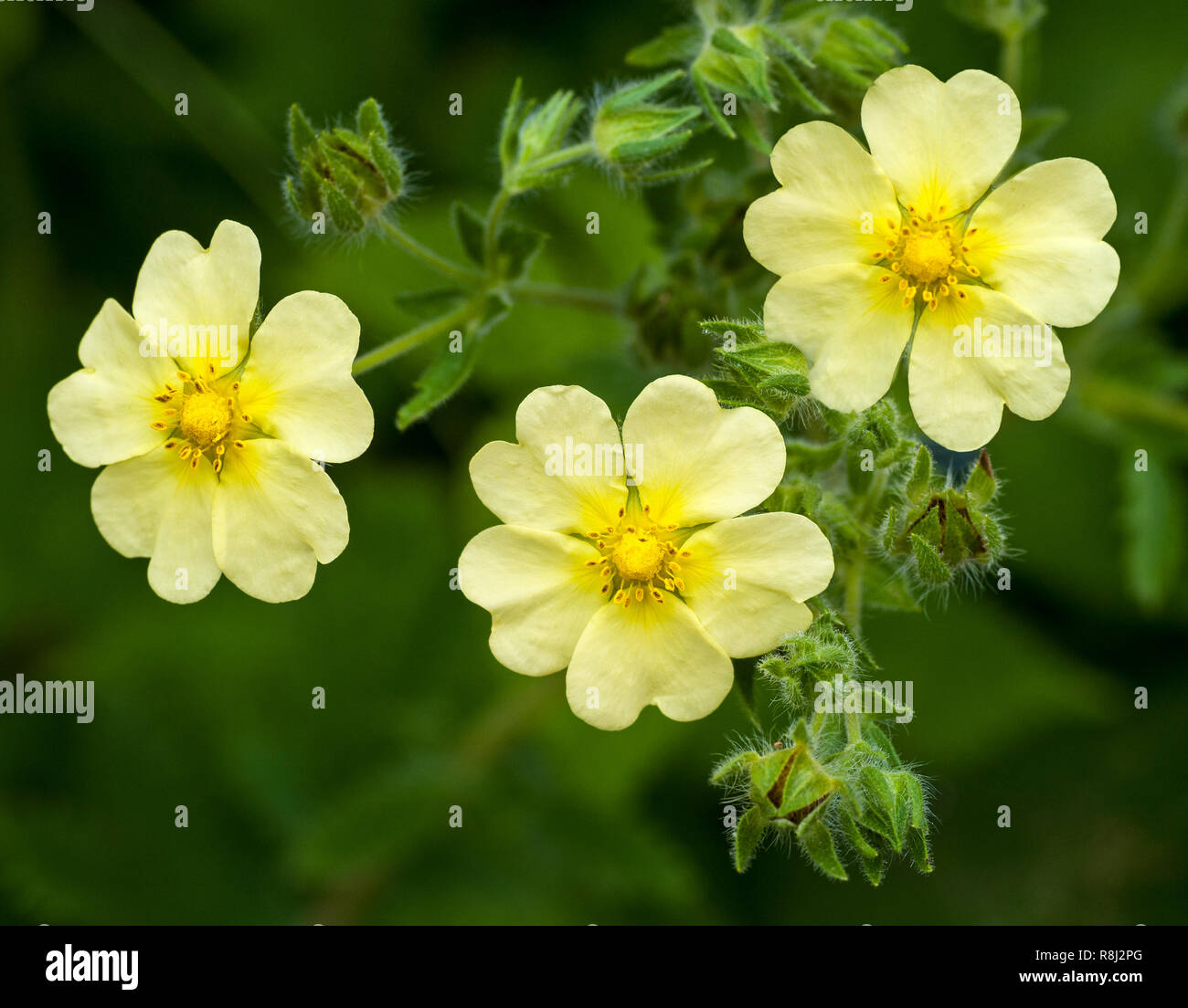 Rough-fruited cinquefoil (Potentilla recta) in meadow in central Virginia in late May Stock Photo