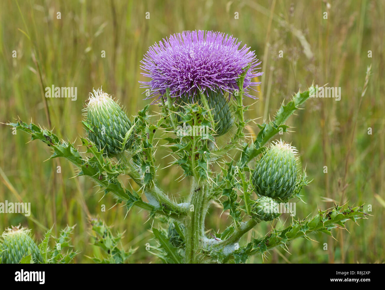 Pasture thistle (Cirsium discolor) in central Virginia in mid-July Stock Photo