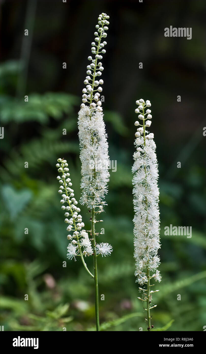 Black cohosh (Actaea racemosa) in early July in central Virginia. Stock Photo