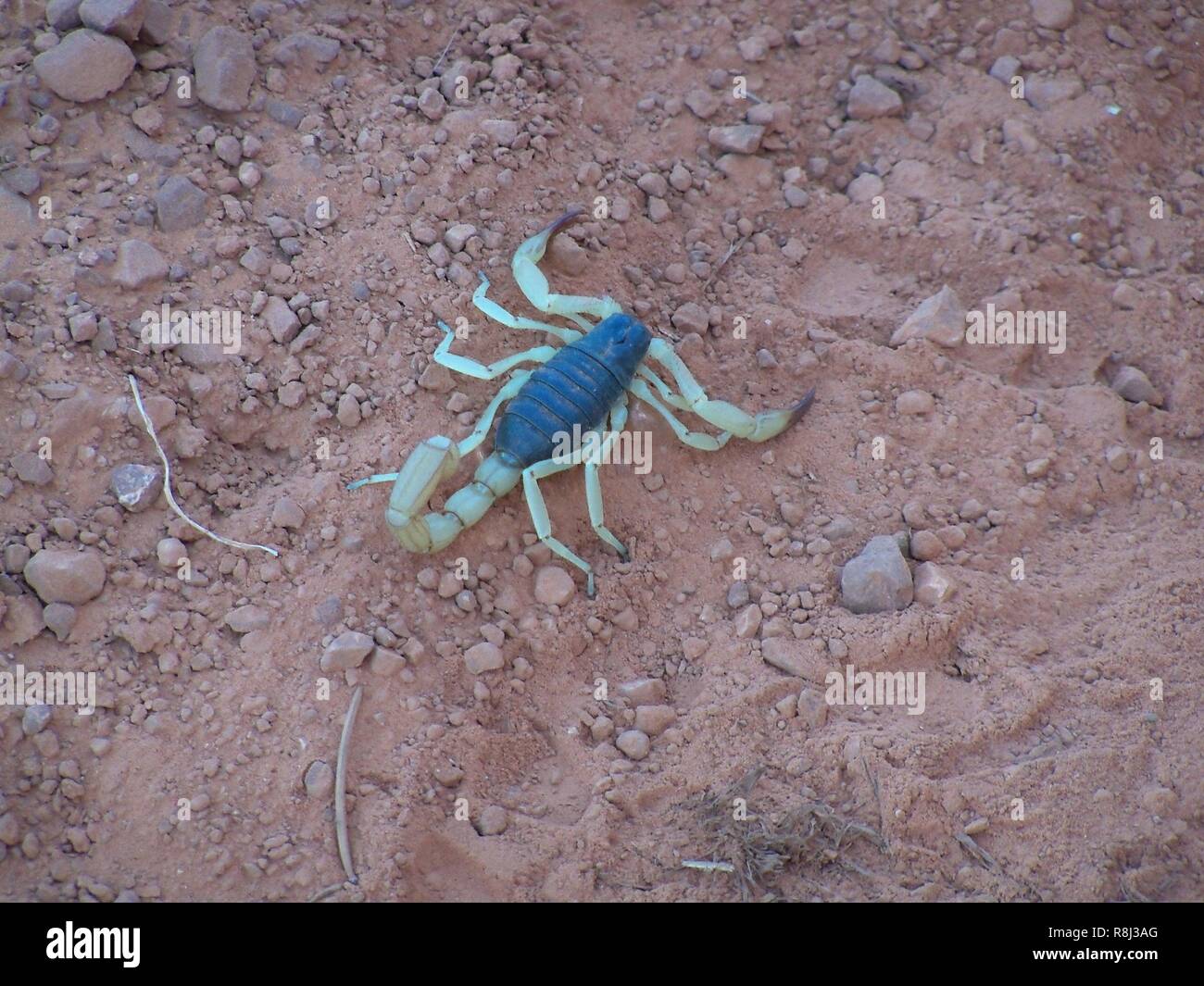 Scorpion in the Grand Canyon Stock Photo