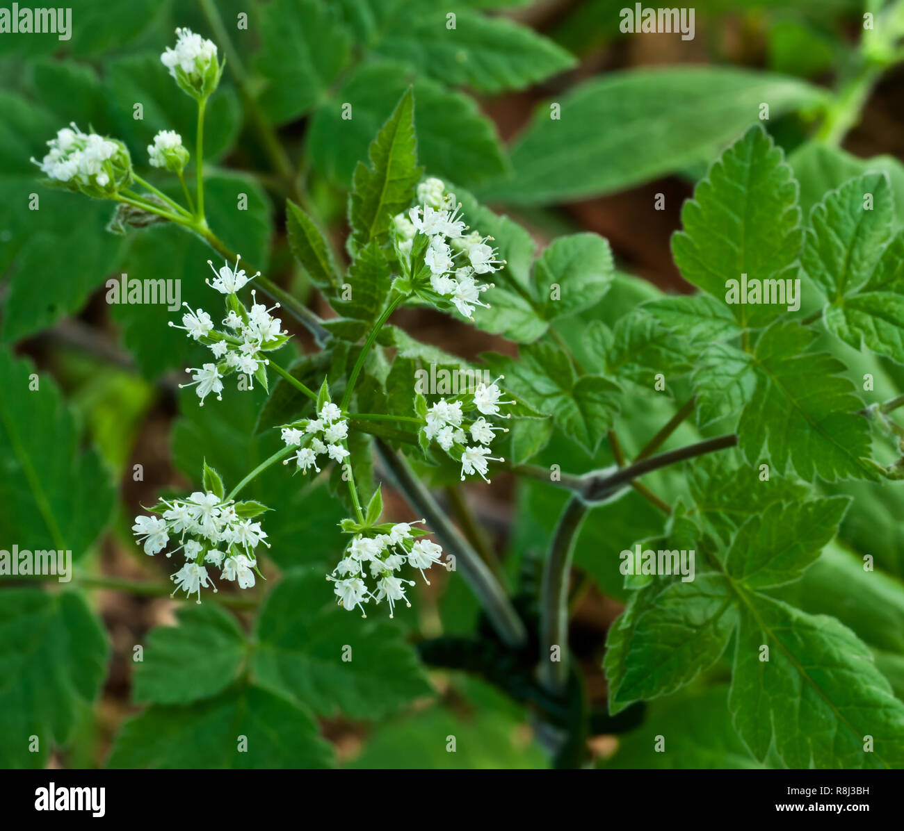 Sweet cicely (Osmorhiza claytonii) in central Virginia in spring Stock Photo