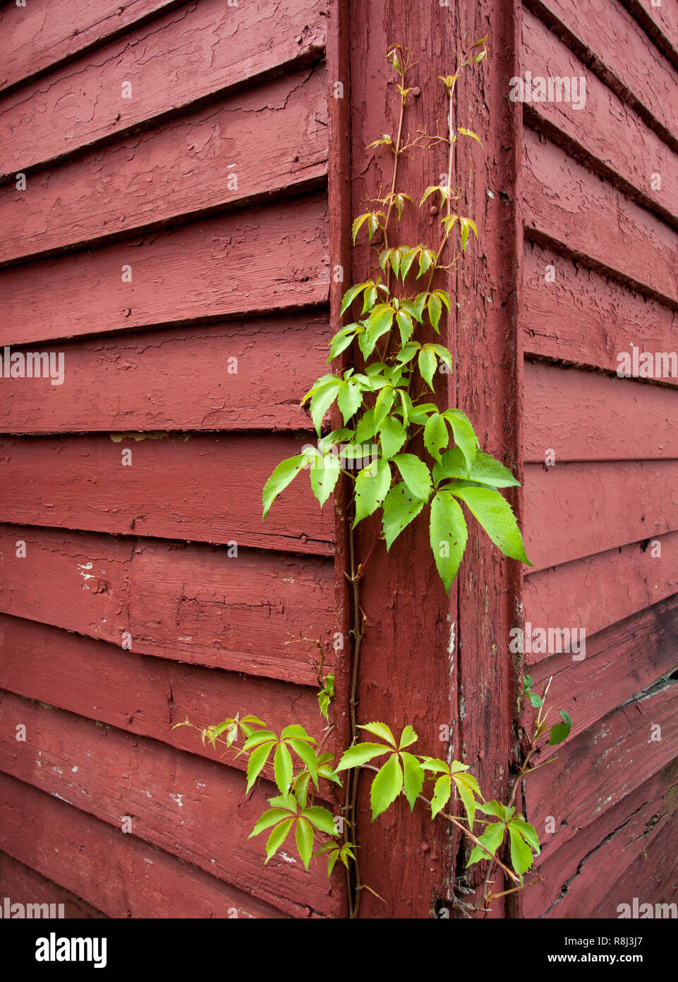 Vines of Virginia creeper (Parthenocissus quinquefolia) growing on old building in central Virginia Stock Photo