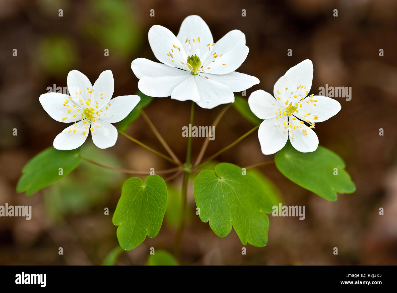 Rue anemone (Anemonella thalictroides) in early spring woodland in central Virginia Stock Photo