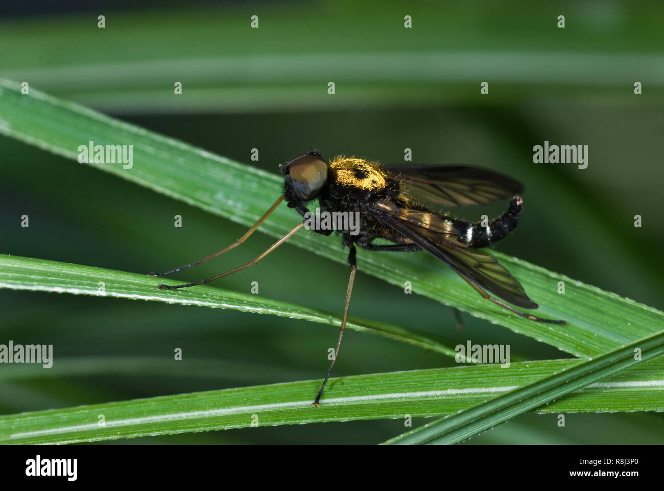 Golden-backed snipe fly (Chrysophilus thoracicus) resting on grass blades. This fly's large compound eyes nearly cover its entire head. Stock Photo
