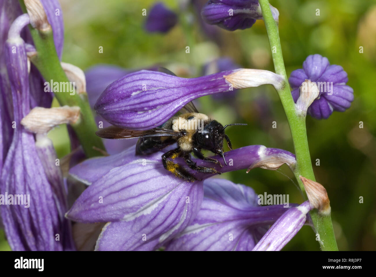 Bumble bee (Bombus sp.) stealing nectar from blossom of hosta (Hosta sp.); bee is sipping nectar through a slit that it or another bee has cut in the  Stock Photo