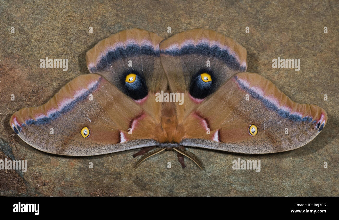 Male Polyphemus moth (Antheraea polyphemus). Eyespots on hind wings are often covered by front wing and then revealed suddenly in attempt to startle p Stock Photo