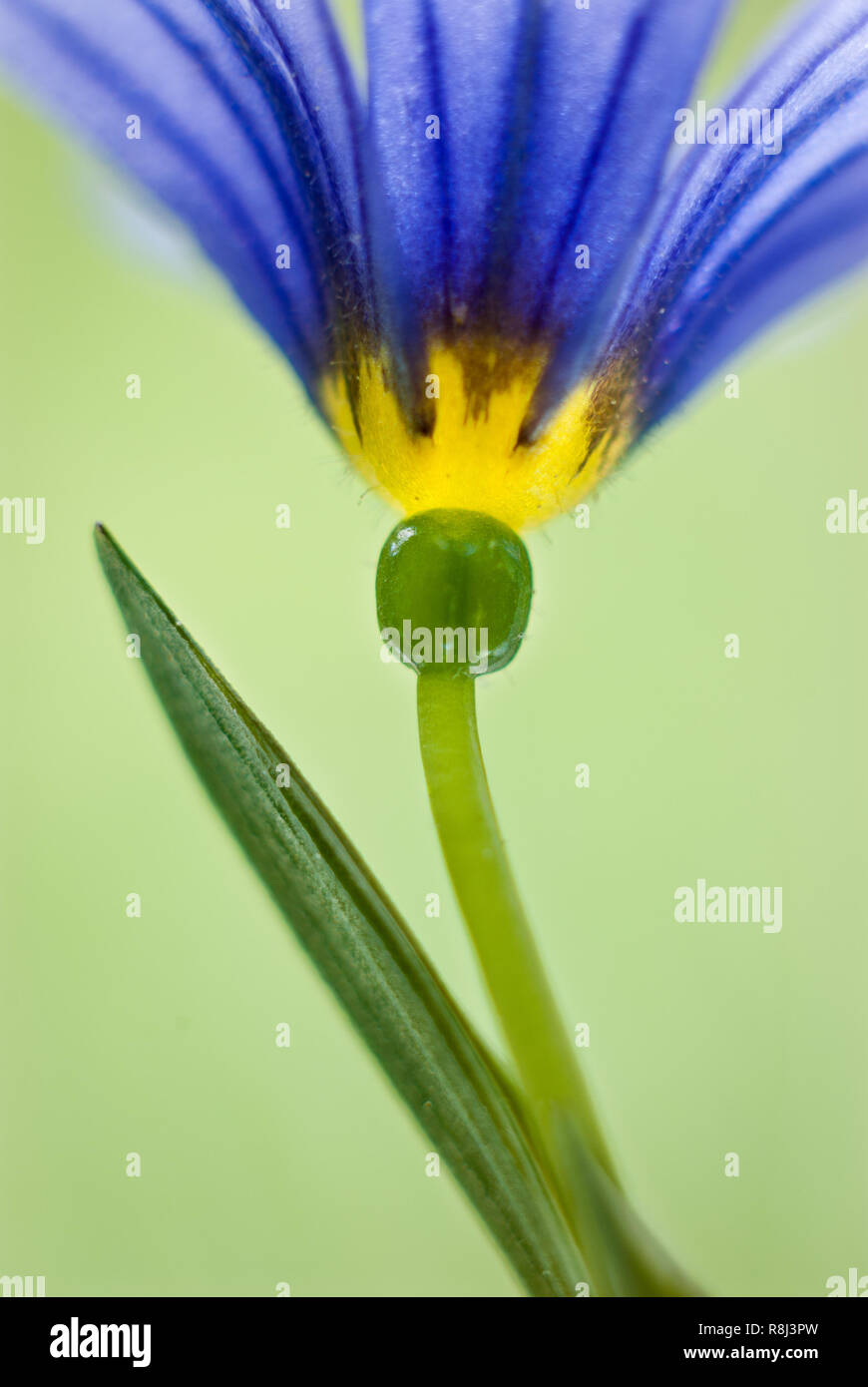 Narrow-leaf blue-eyed grass (Sisyrinchium angustifolium). 'Grass' in common name comes from the plant's narrow, grass-like leaves, but is rather a mem Stock Photo