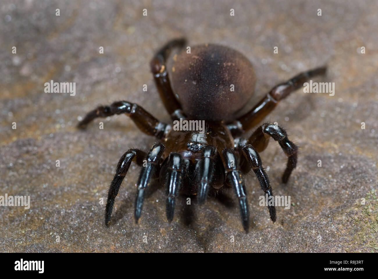 Purse web spider (Atypus affinis) in defensive pose. What appear to be a fifth pair of legs in the front are a pair of pedipalps. This primitive spide Stock Photo