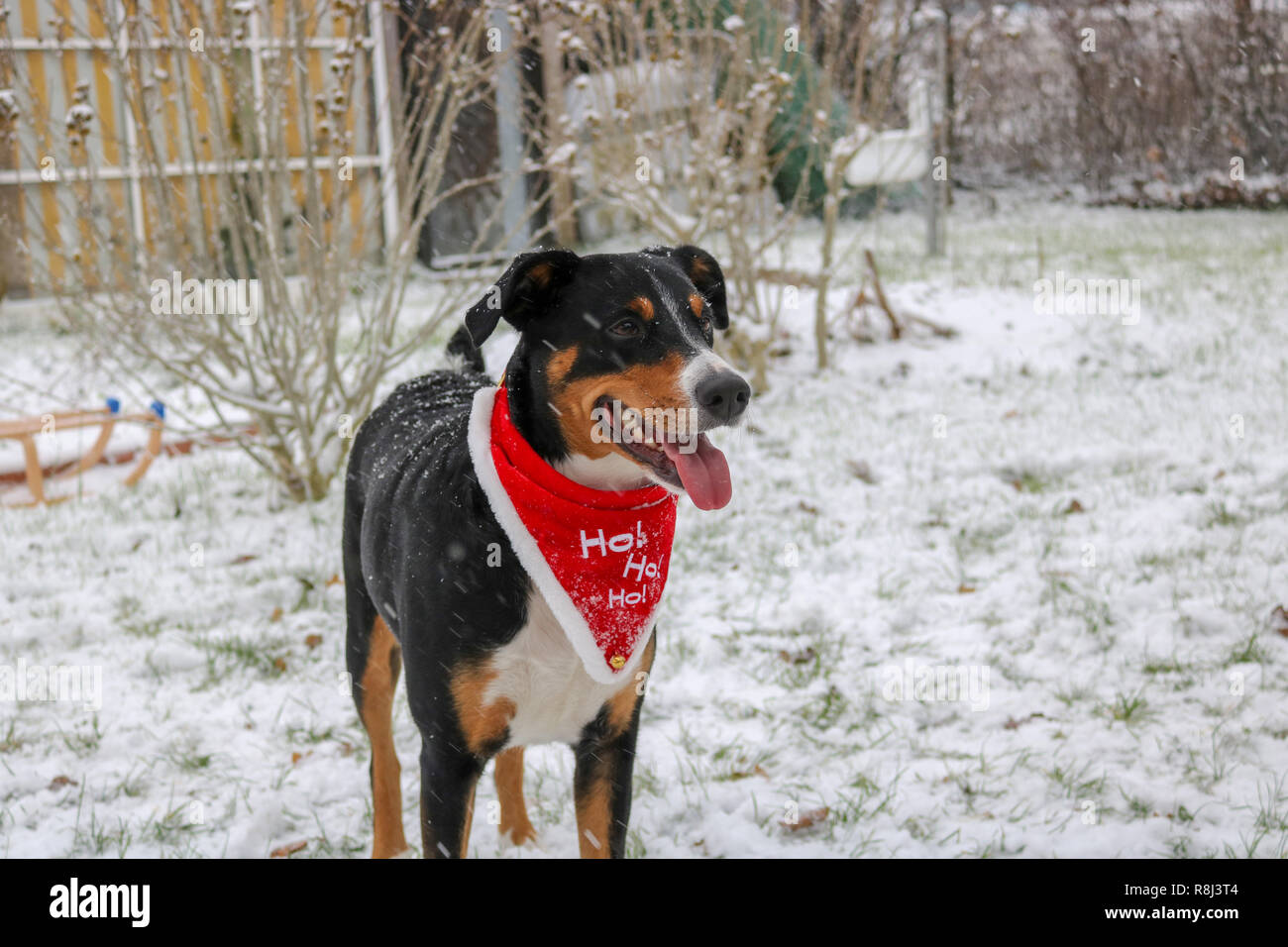 arking Appenzeller Swiss Dog on Snow Stock Photo