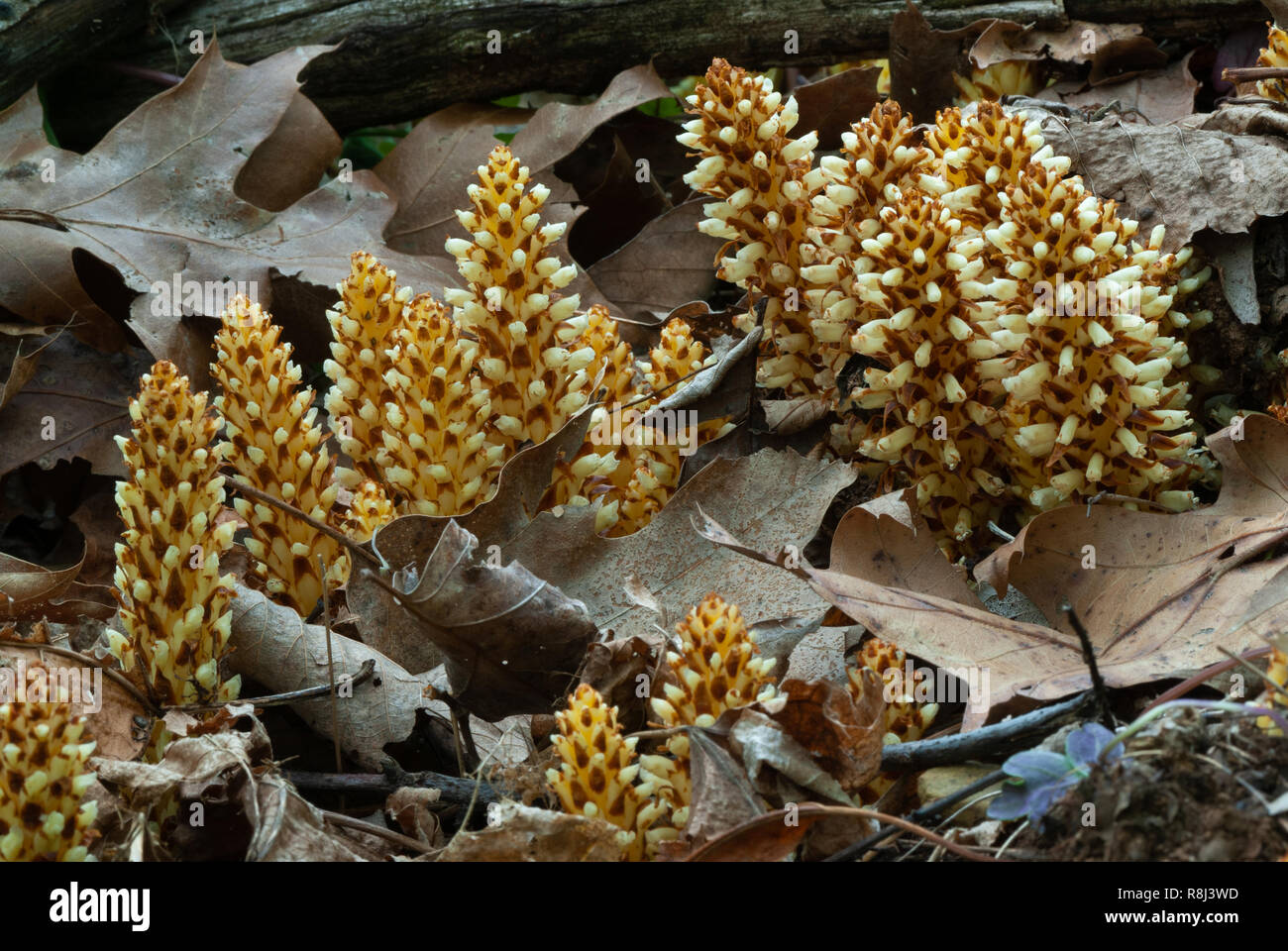 Squawroot (Conopholis americana) is a perennial, non-photosynthesizing parasitic plant found in forests in the eastern half of Canada and the U.S. Whi Stock Photo
