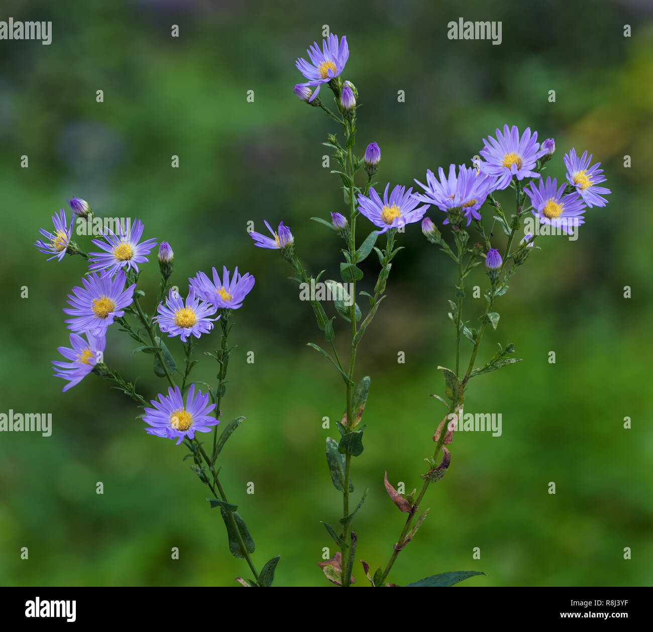 Smooth blue aster flowers (Aster laevis), a native wildflower of the North American prairies. Stock Photo