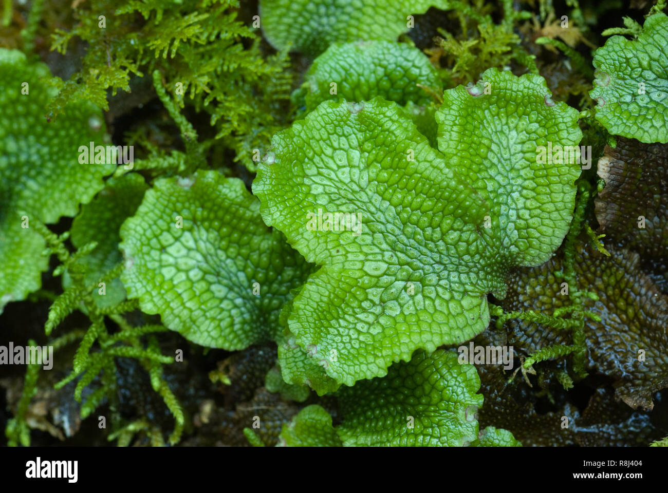 Gametophytes of thallos liverwort (species not determined). Note compartments within gametophyte, each with a small pore. Dark gametophytes are growth Stock Photo