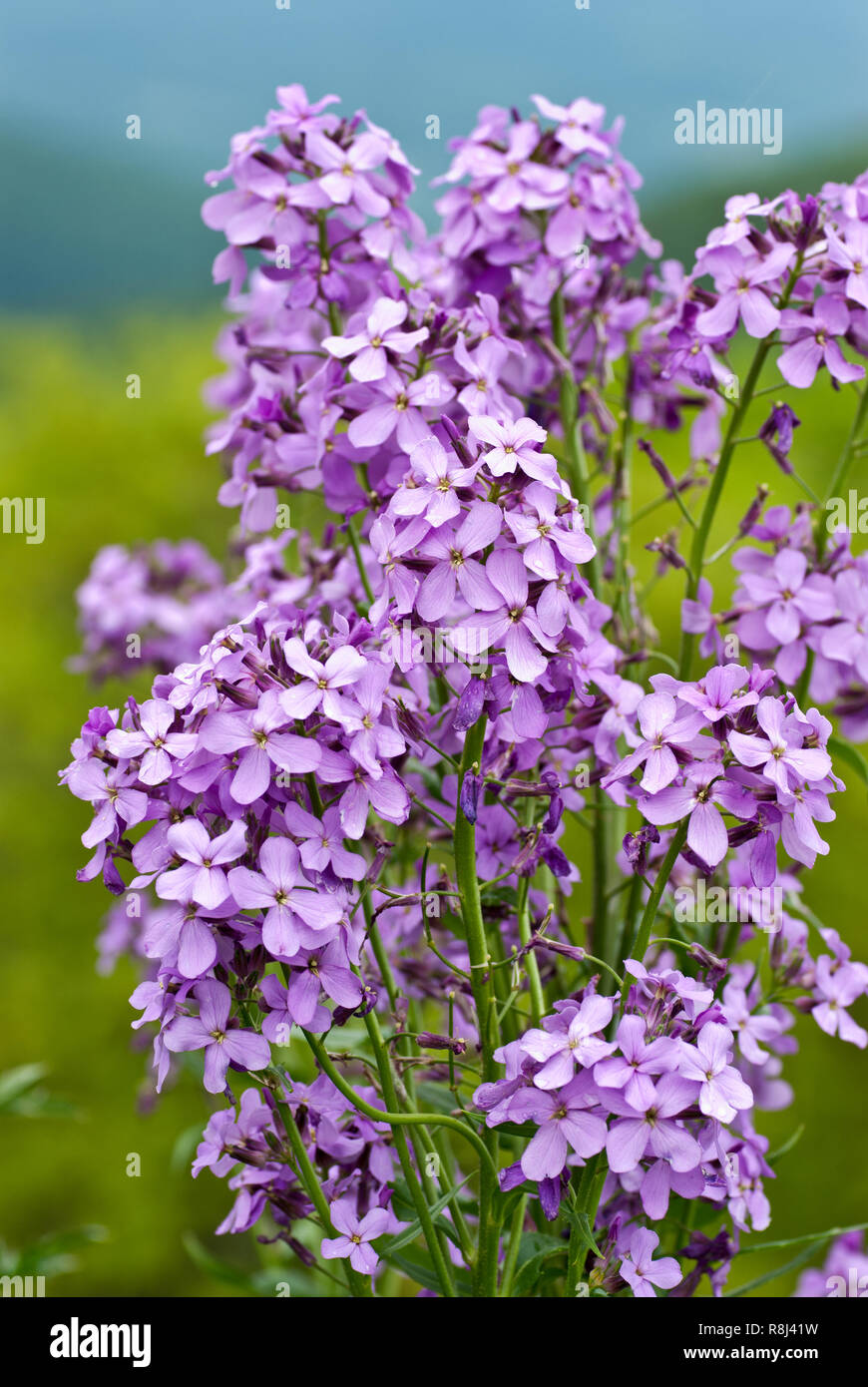 Dame's rocket (Hesperis matronalis) in central Virginia in spring. This beautiful but highly invasive alien plant has established itself throughout No Stock Photo