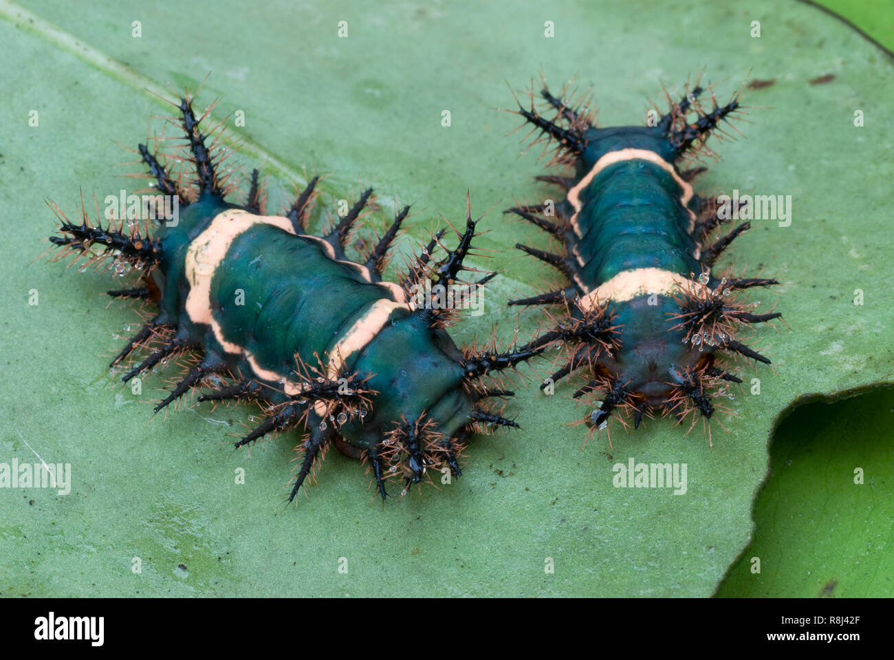 Saddleback caterpillars (Family Limacodidae) on underside of leaf in rainforest of Panama. The