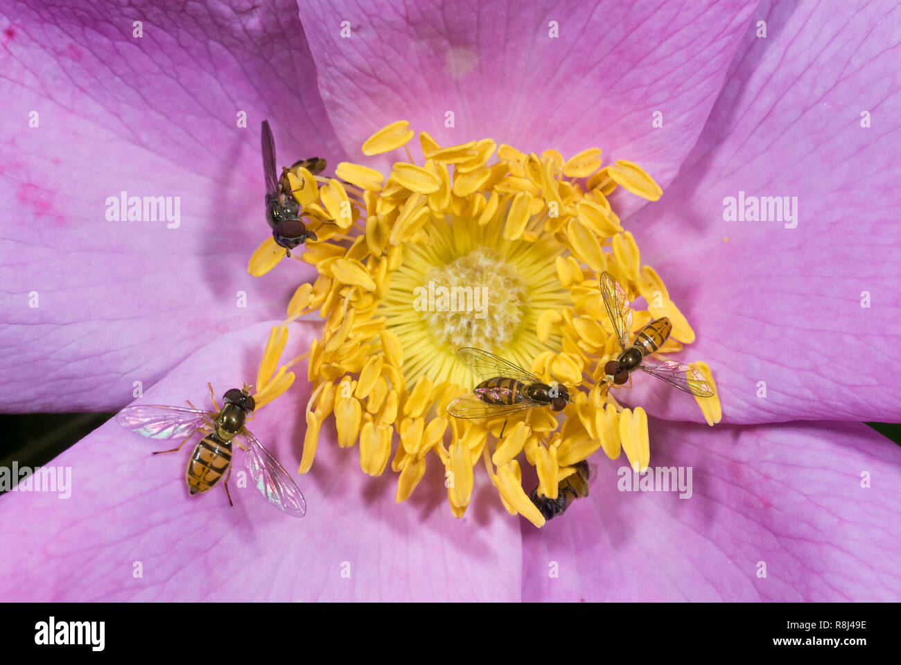 Syrphid flies (and one small bee, nearly hidden at bottom) feeding on pollen of a rose. Syrphid flies belong to the family Syrphidae and number 200 ge Stock Photo