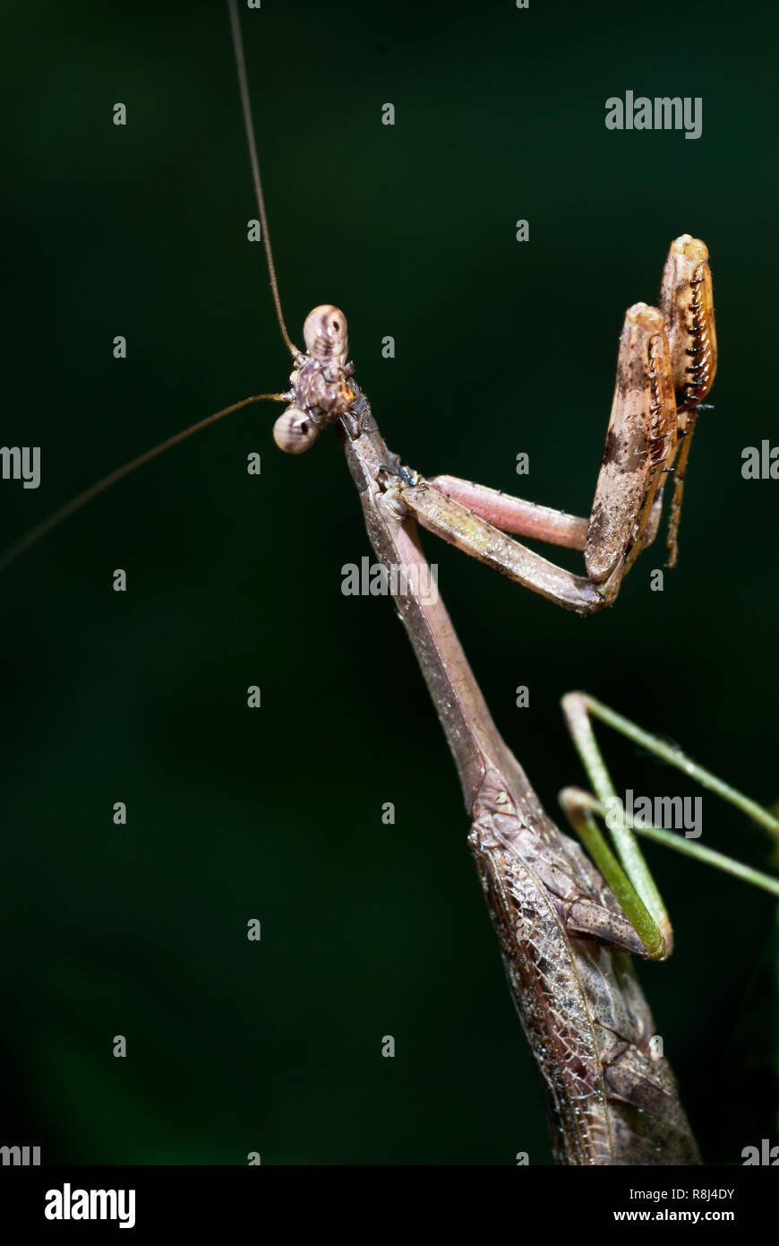 Male Carolina mantid (Stagmomantis carolina) in position for capturing prey with its large front legs. There are six species within the genus Stagmoma Stock Photo