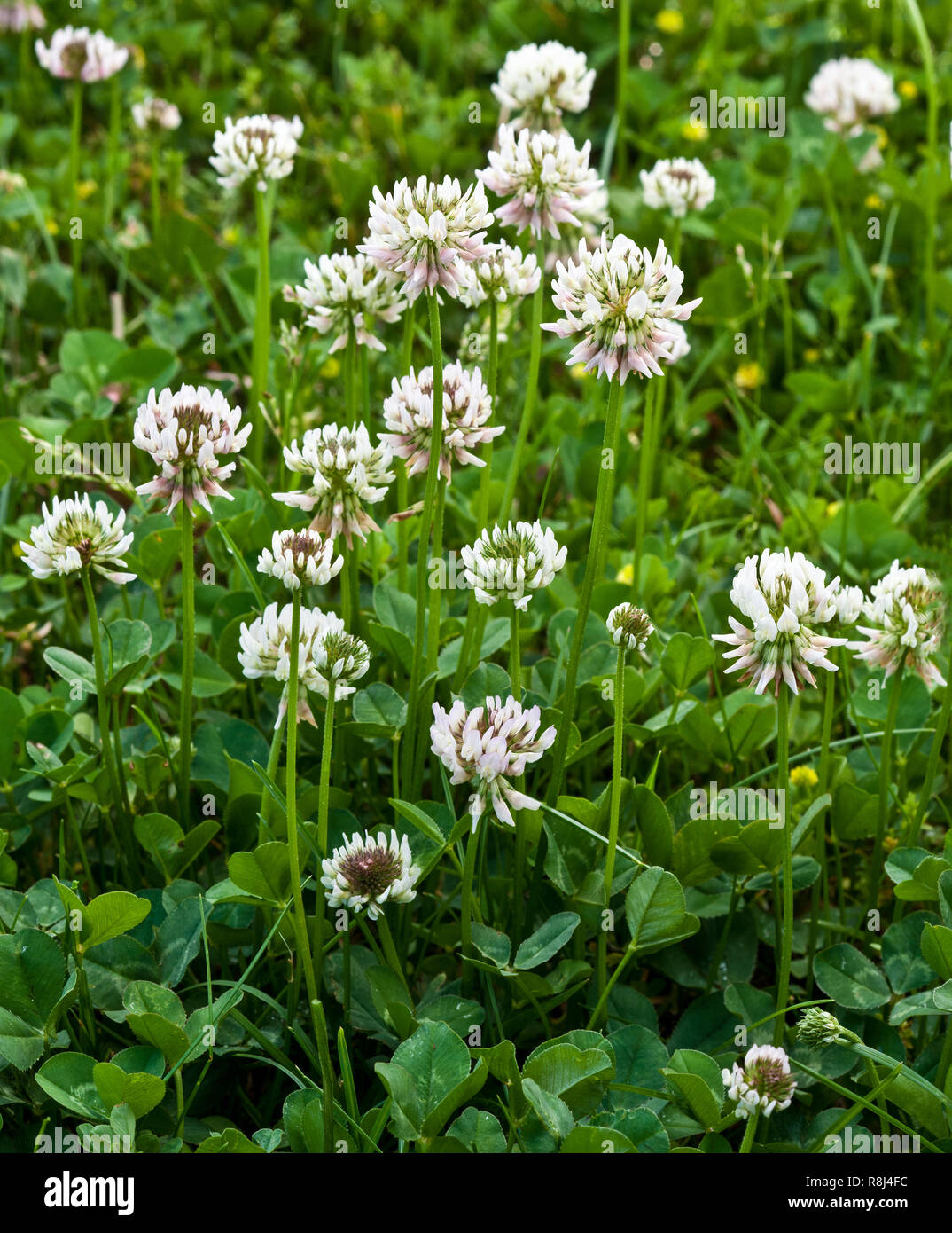 Invasive alien species hires stock photography and images Alamy