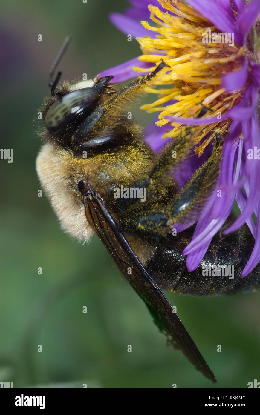 Male eastern carpenter bee (Xylocopa virginica) nectaring on New England aster (Symphotrichum novae-angliae) in early October in central Virginia. Mal Stock Photo