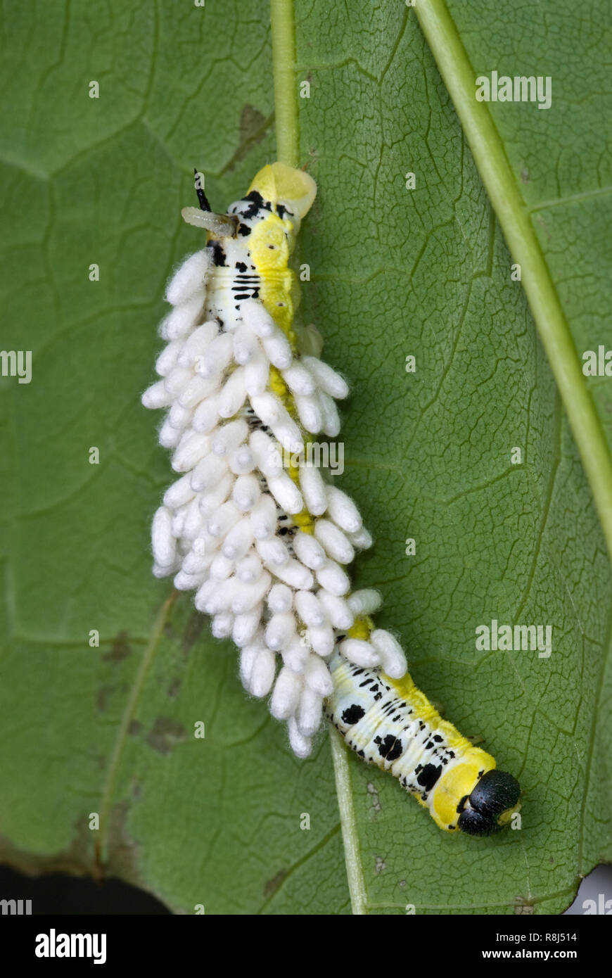 Catalpa Worms Life Cycle