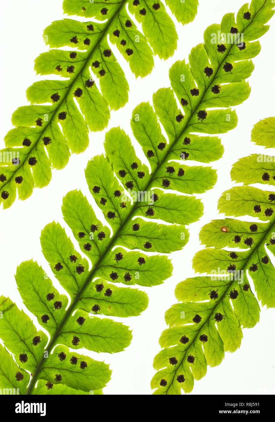 Sori-bearing fronds of autumn fern (Dryopteris erythrosora). The sori (sources) produce spores that are disseminated by wind and rain. Stock Photo