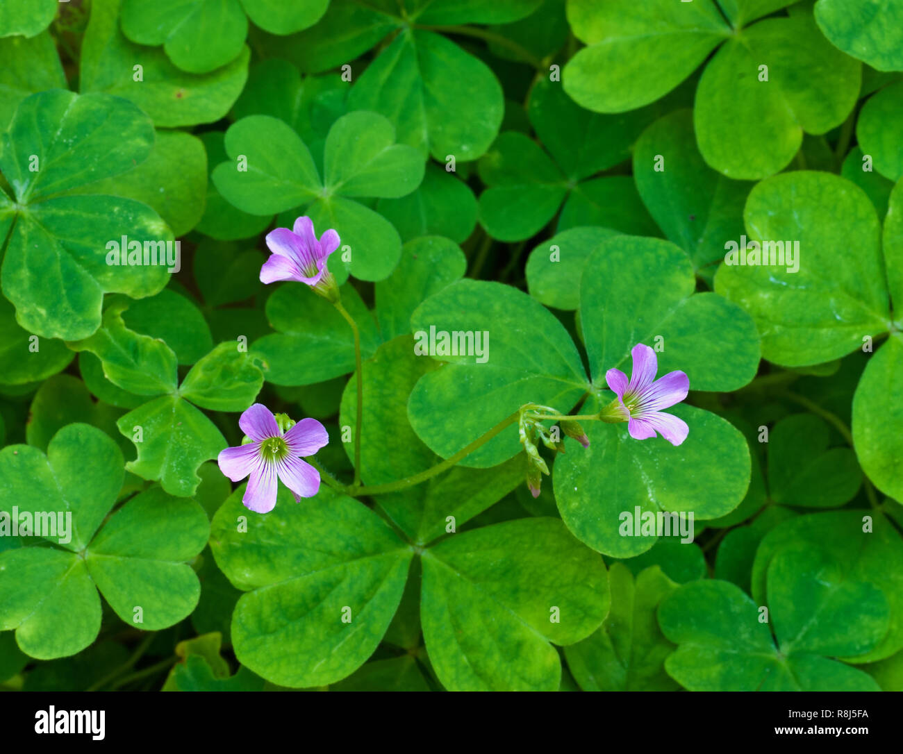 Pink woodsorrel (Oxalis debilis), a beautiful but invasive escaped ornamental native to tropical America and now widespread in southeast U.S. Stock Photo