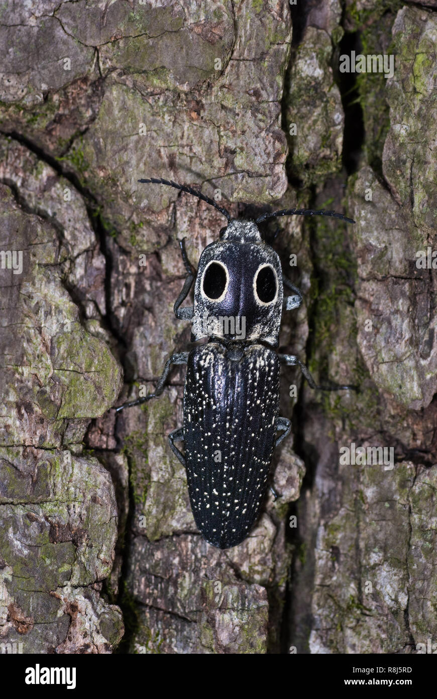 eyed-click-beetle-alaus-oculatus-on-bark-of-tree-the-distinctive-markings-eye-spots-on-the-insects-pronotum-are-thought-to-provide-a-deterence-t-R8J5RD.jpg