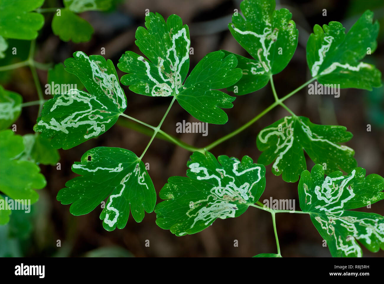 Trails of leaf miners (family Agromyzidae) in leaves of wild columbine (Aquilegia canadensis). Tiny flies of the family Agromyzidae lay eggs inside th Stock Photo