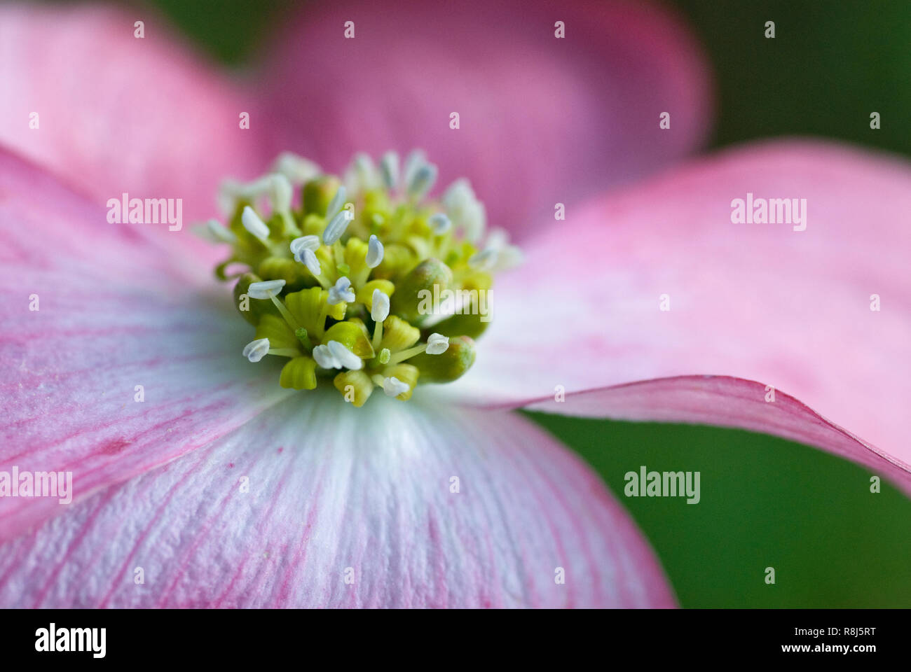 Blooming flowers of pink dogwood (Cornus florida rubra) encircled by pink bracts (which are commonly thought of as the dogwood flower's petals but whi Stock Photo