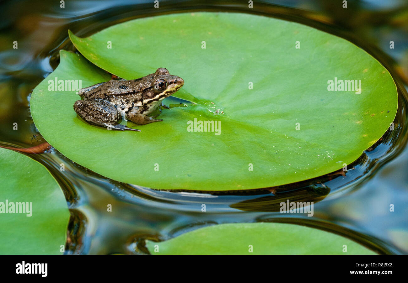 Young green frog (Rana clamitans) on pad of water lily (Nymphaea sp.) in backyard garden pond. Stock Photo