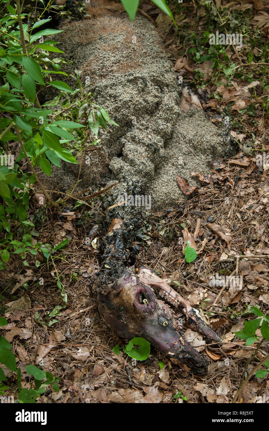 necrophillia 