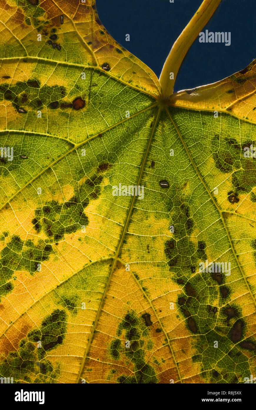 Backlit leaf showing primary veins radiating from petiole and secondary and teriary veins extending from those. Xylem in veins carries water and miner Stock Photo