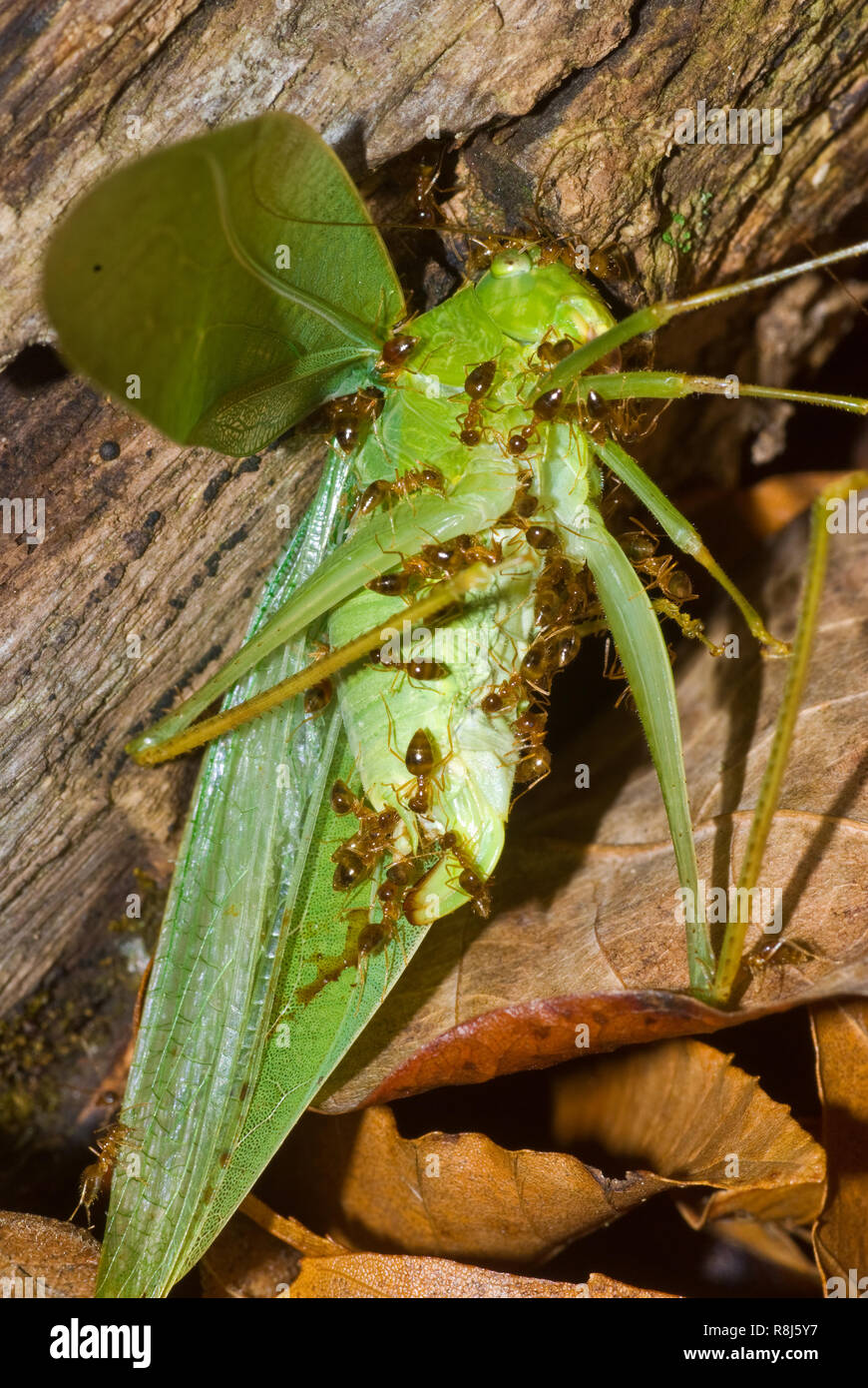 Small ants working on dead katydid on forest floor, Virginia. The ants will eventually dismember insect and carry the parts back to their nest. Stock Photo
