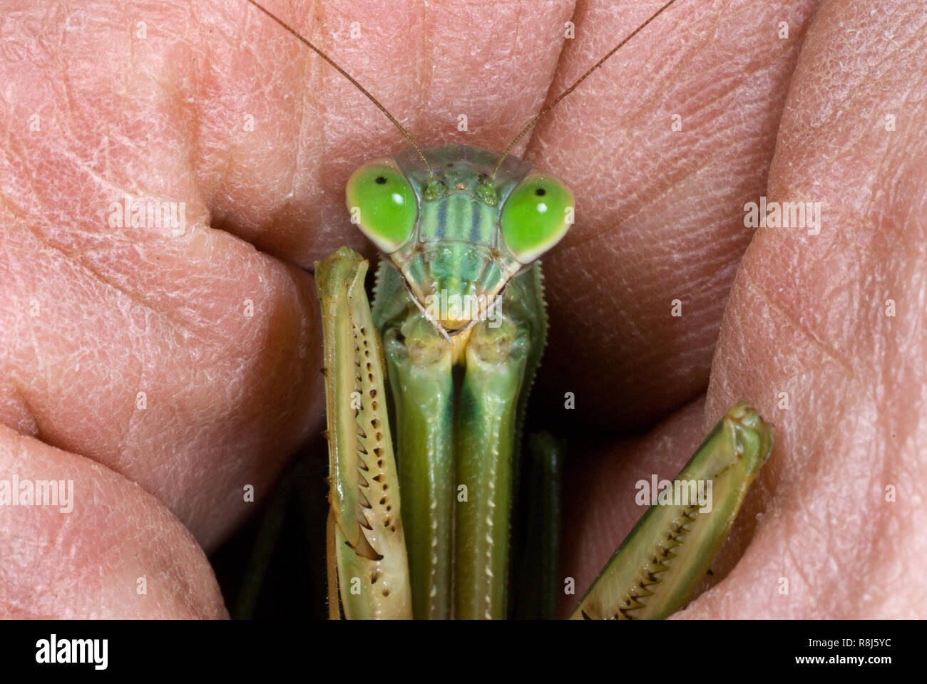 European mantis (Mantis religiosa) held in hand to show scale. Praying mantids don't bite when held, but their powerful front less, covered with sharp Stock Photo