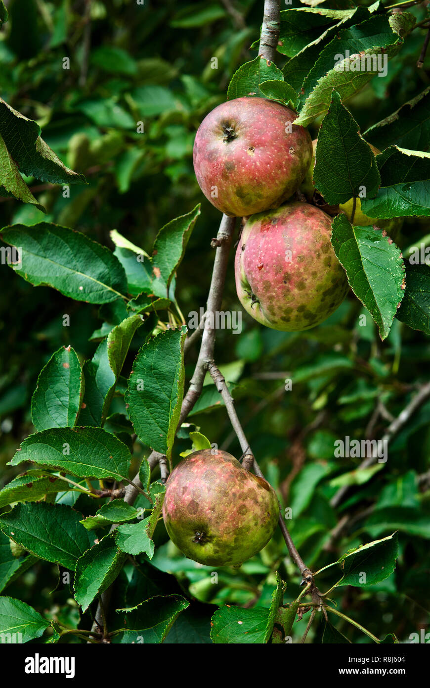 Apples ripening on old tree in central Virginia. Tree has not been sprayed with pesticides or fungicides, so apples have developed a fungal disease ca Stock Photo