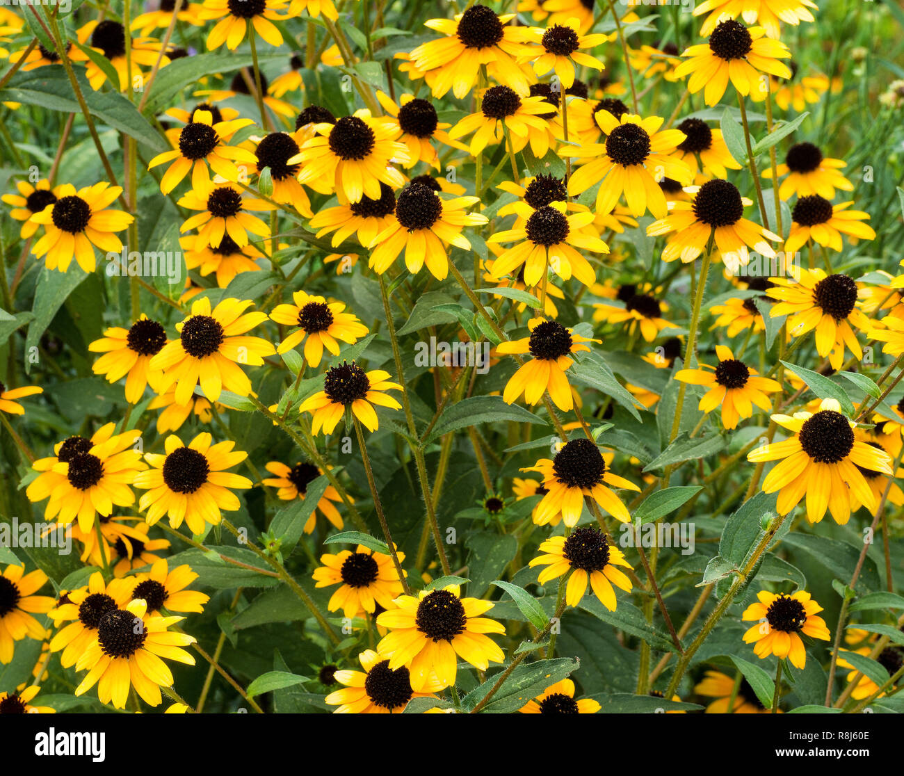 Rudbeckia triloba hires stock photography and images Alamy