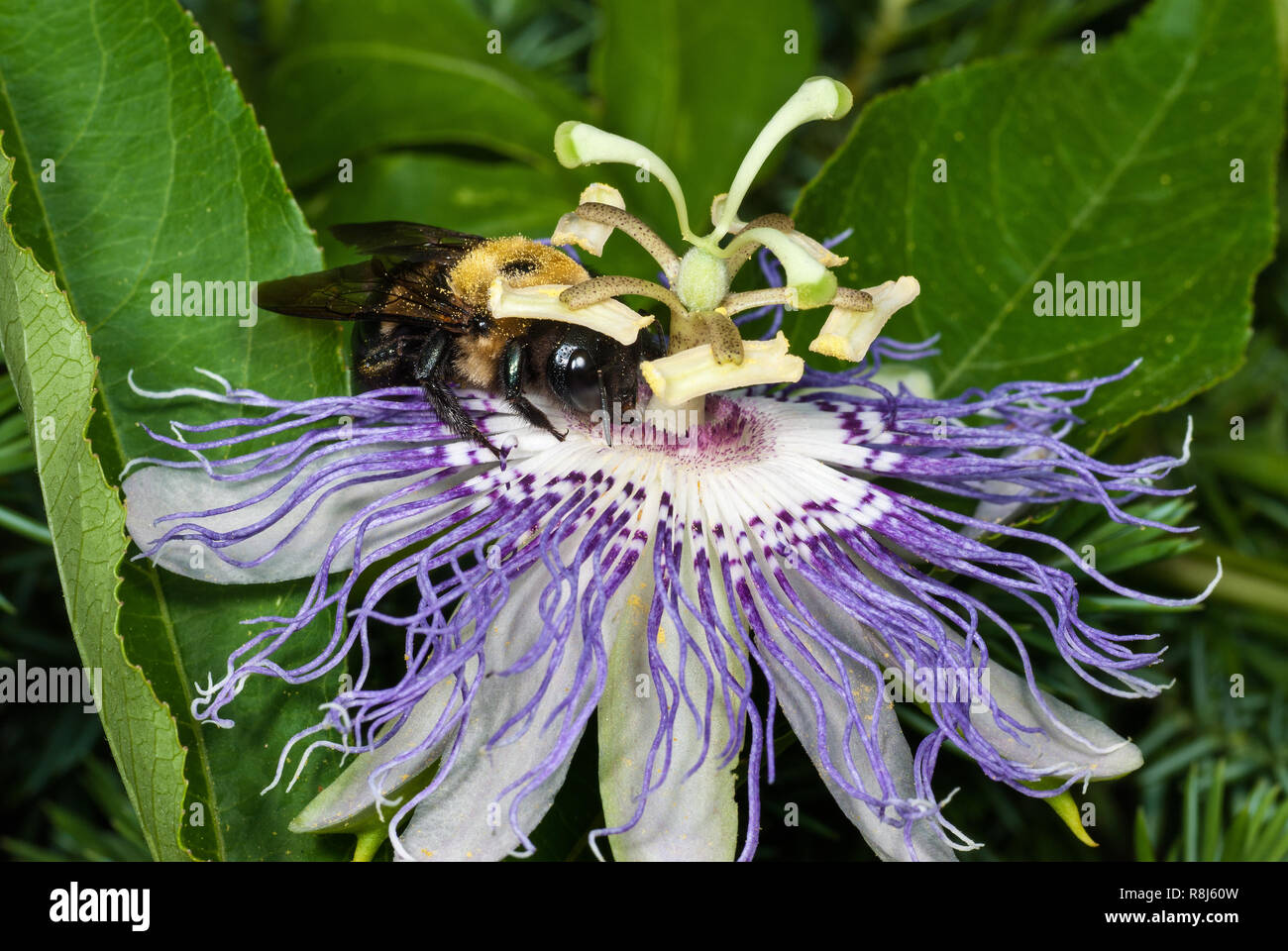 Bumblebee (Bombus sp.) nectaring on North American native passion flower (Passiflora incarnata). Ring of five horizontal anthers are pushed down on th Stock Photo