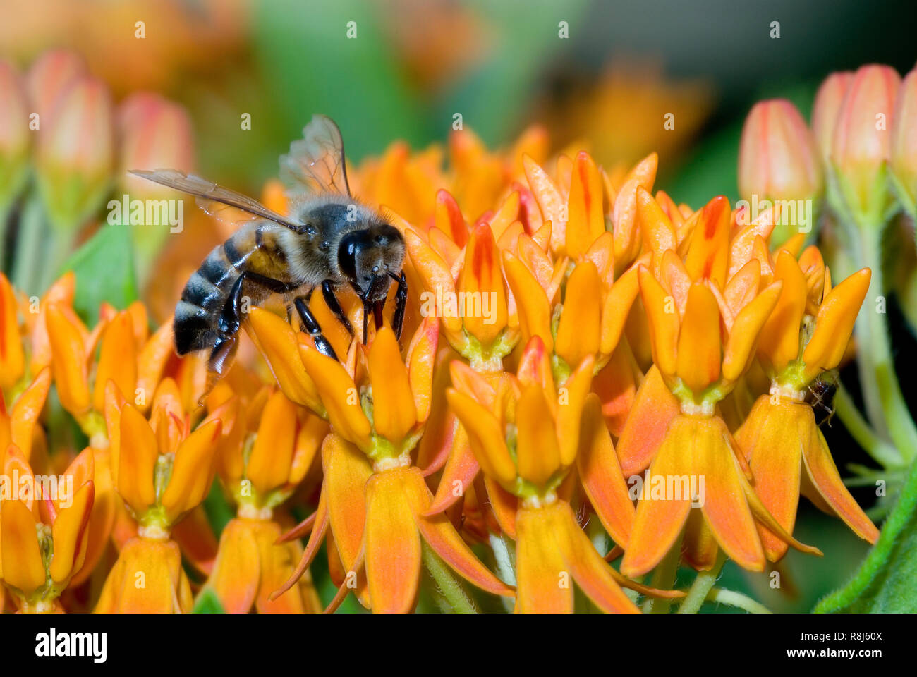 Honey bee (Apis mellifera) nectaring on butterfly weed (Asclepias tuberosa), a member of the milkweed family (Asclepiadaceae). Tongue of bee is visibl Stock Photo