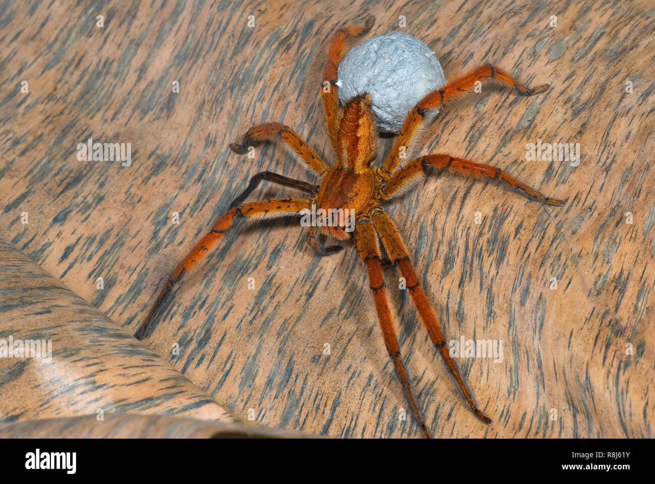 Wandering spider (Cupiennius getazi) on dead banana plant leaf and carrying her silken case full