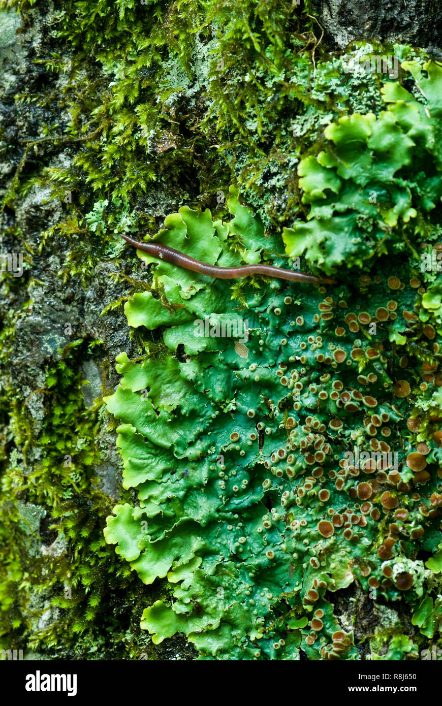 An earthworm found crawling across a lichen (Lobelia quercizan) growing on a standing tree trunk during the rain in Shenandoah National Park, Virginia Stock Photo