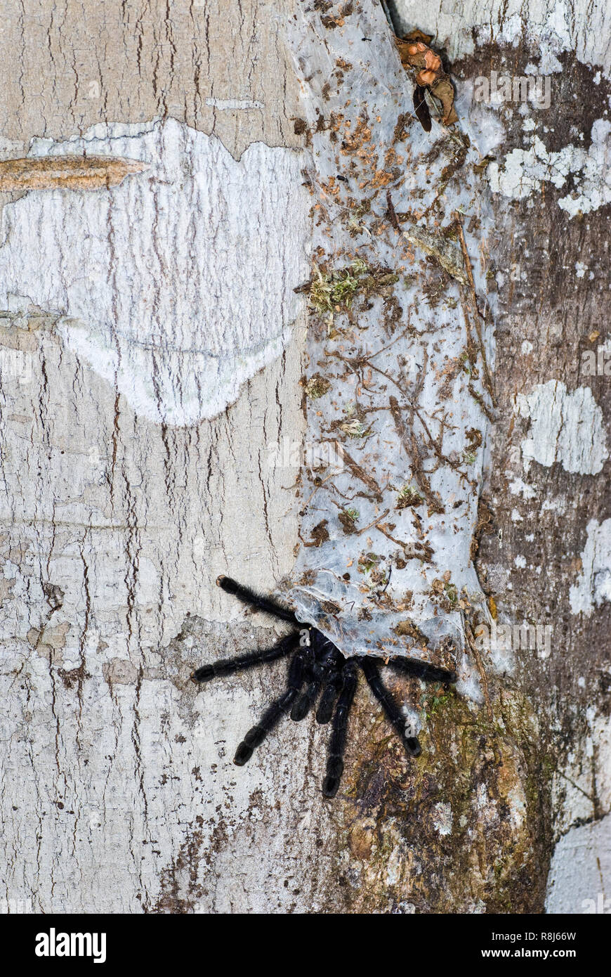 Tarantula Infested Tree Tarantula (species undetermined) peeking from its silken, bag-like nest ...