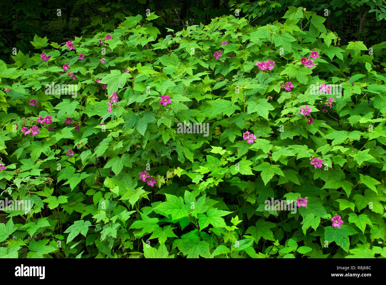 Purple-flowering raspberry (Rubus odoratus) at forest edge in Shenandoah National Park, Virginia. Stock Photo