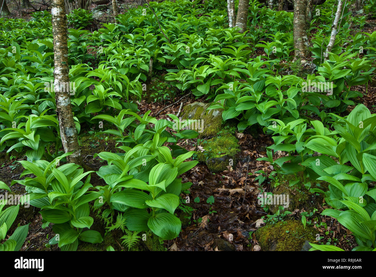 False hellebore (Veratrum viride) and yellow birch (Betula alleghaniensis) growing in a seep next to Hawksbill Mountain Trail in Shenandoah National P Stock Photo