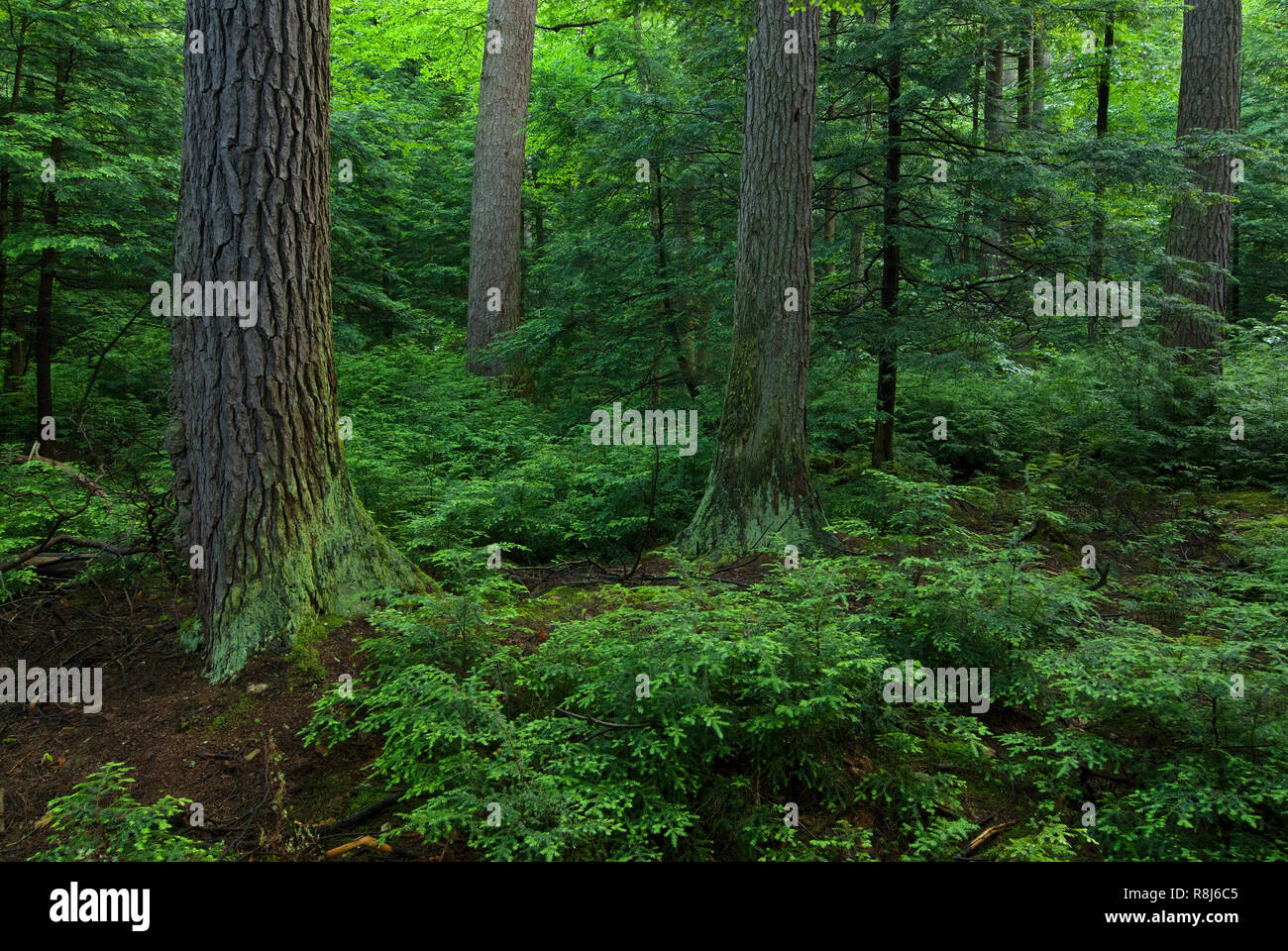 Virgin stand of eastern hemlock (Tsuga canadensis) in Rickett's Glen State Park in Pennsylvania. This park contains one of the largest stands of healt Stock Photo