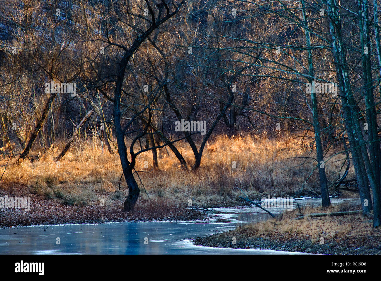 Swamp in Ragged Mountain Natural Area, Charlottesville, Virginia, in winter. Stock Photo